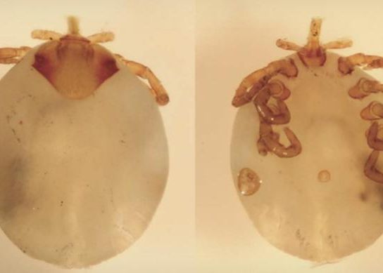 Ar Putea Fi O Noua Specie Ce A Descoperit Un Om De Stiinta American In Nas Dupa O Expeditie In Africa