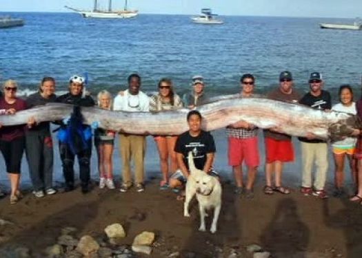 Creatura De 5 Metri Si Jumatate Descoperita In Apropiere De California Video