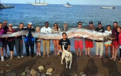 Creatura de 5 metri si jumatate, descoperita in apropiere de California. VIDEO