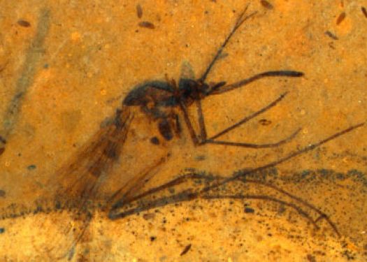 Un Tantar De 46 De Milioane De Ani Ascunde Un Mare Secret Ce Au Descoperit Oamenii De Stiinta In Stomacul