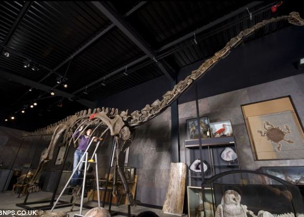 O Amintire De Acum 150 De Milioane De Ani 600 000 De Lire Sterline