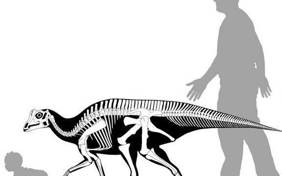 Un Adolescent A Facut O Descoperire Incredibila Are 75 De Milioane De Ani Vechime Este Cel Mai Mic Gasit