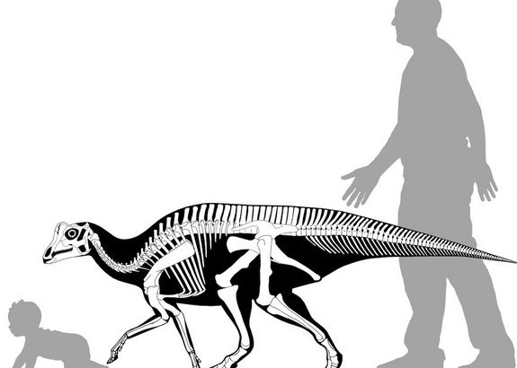 Un Adolescent A Facut O Descoperire Incredibila Are 75 De Milioane De Ani Vechime Este Cel Mai Mic Gasit