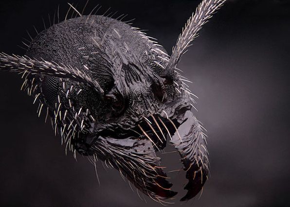 Furnica, fotografiata de Dimitri Seeboruth Nu O Sa Ghicesti Niciodata Ce Se Afla In Aceste Poze Imagini Superbe Vazute Datorita Microscopului