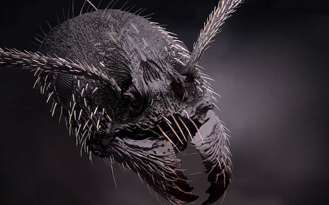 Furnica, fotografiata de Dimitri Seeboruth Nu O Sa Ghicesti Niciodata Ce Se Afla In Aceste Poze Imagini Superbe Vazute Datorita Microscopului