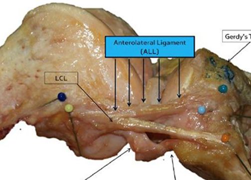 Un nou organ a fost descoperit in corpul uman, dupa sute de ani de studii Un Nou Organ A Fost Descoperit In Corpul Uman Dupa Sute De Ani De Studii