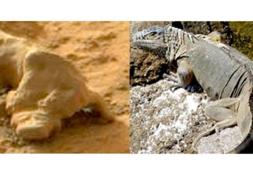 Imagini Uimitoare Fotografiate De Robotul Curiosity Pe Planeta Marte Seamana Cu O Iguana