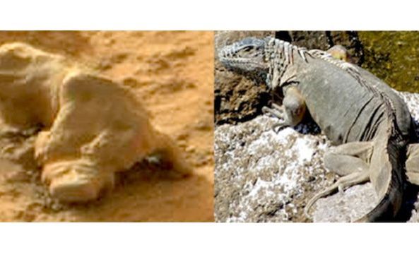 Imagini Uimitoare Fotografiate De Robotul Curiosity Pe Planeta Marte Seamana Cu O Iguana