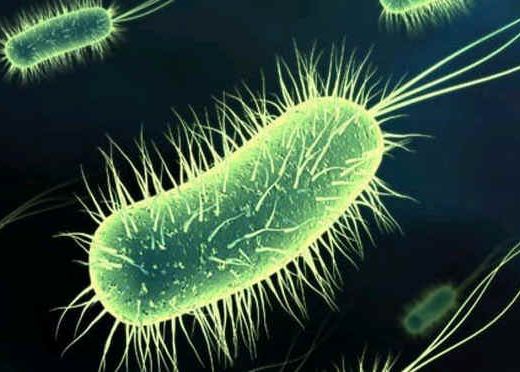 Un Noua Bacterie A Fost Gasit In Camerele Sterilizate In Care Nasa Isi Construieste Navele Spatiale