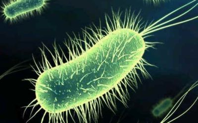 O noua bacterie a fost gasita in camerele sterilizate in care NASA isi construieste navele spatiale