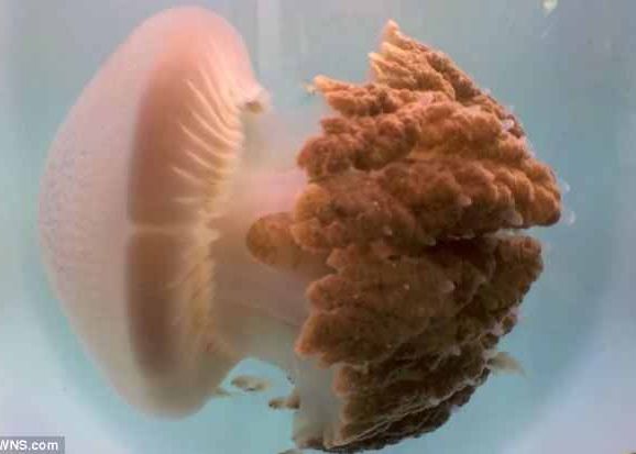 A Revenit Dupa 100 De Ani De La Ultima Sa Observatie Crambione Cookii O Uriasa Meduza Letala