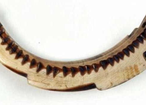 Cel mai vechi calendar, gravat pe coltul unui porc mistret, are aproape 8.000 de ani Cel Mai Vechi Calendar Gravat Pe Coltul Unui Porc Mistret Are Aproape 8 000 De Ani