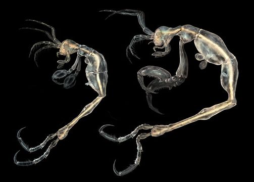 Cum Arata Cea Mai Noua Specie Descoperita De Oamenii De Stiinta Pe Terra