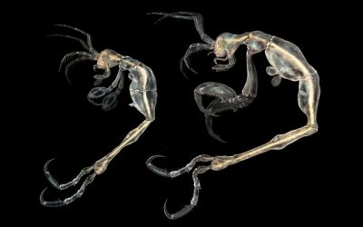 Cum arata cea mai noua specie descoperita de oamenii de stiinta pe Terra