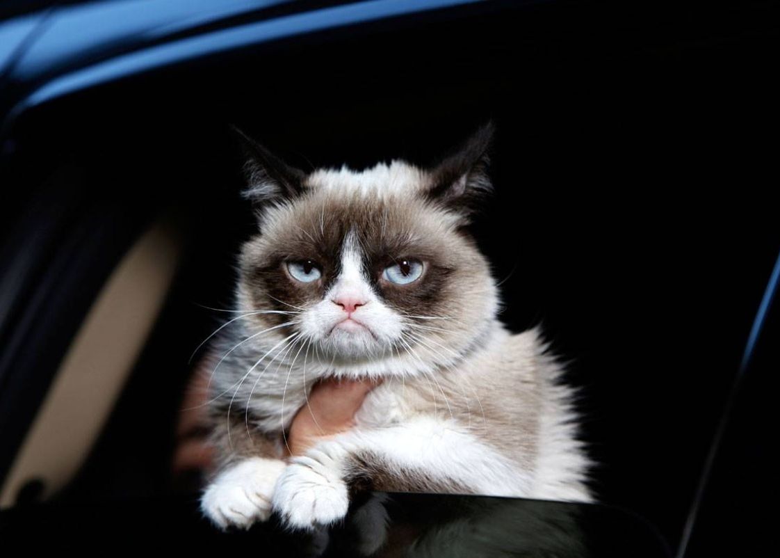 Pisicile Recunosc Vocile Stapanilor Lor Dar Le Prea Pasa Se Arata Intr Un Nou Studiu