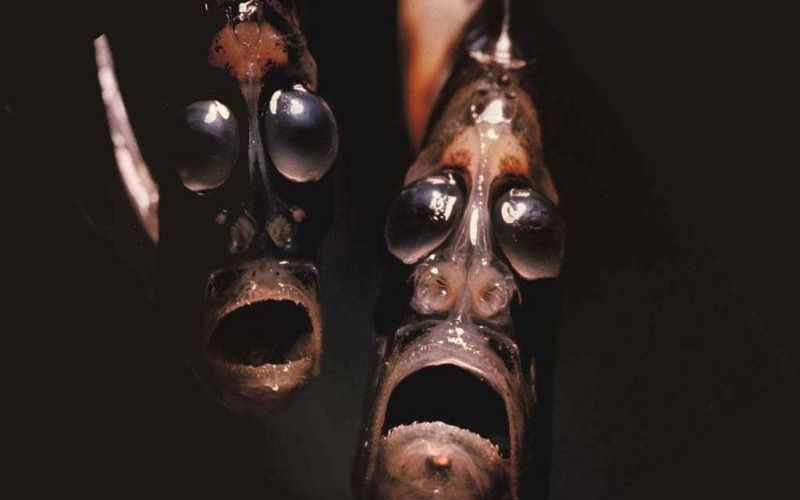 Cele Mai Bizare Creaturi Ale Oceanelor