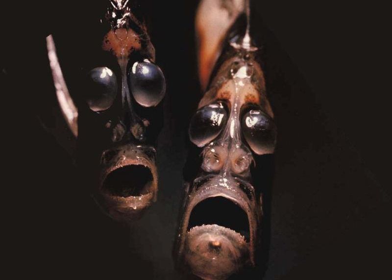 Cele Mai Bizare Creaturi Ale Oceanelor