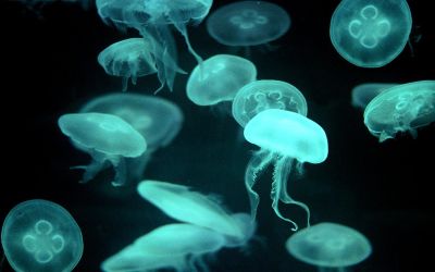 Meduzele ar putea fi stramosul tuturor animalelor. Codul lor genetic are similaritati cu animalele