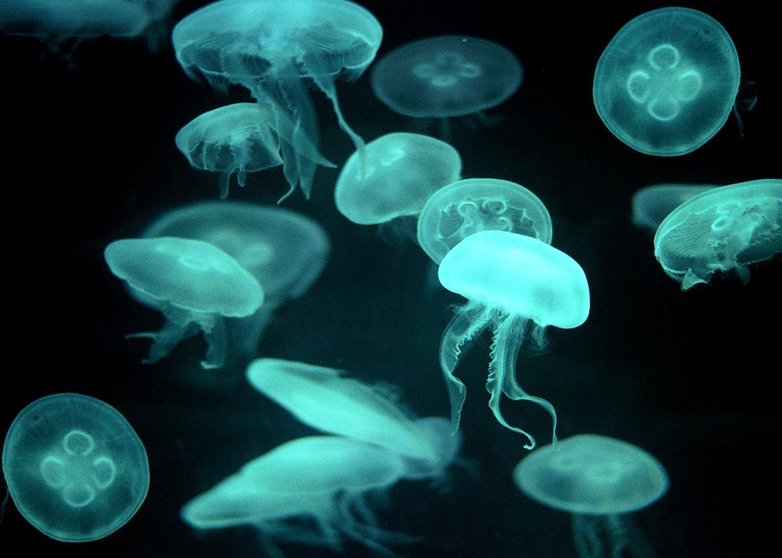 Meduzele ar putea fi stramosul tuturor animalelor. Codul lor genetic are similaritati cu animalele Meduzele Ar Putea Fi Stramosul Tuturor Animalelor Codul Lor Genetic Are Similaritati Cu Animalele