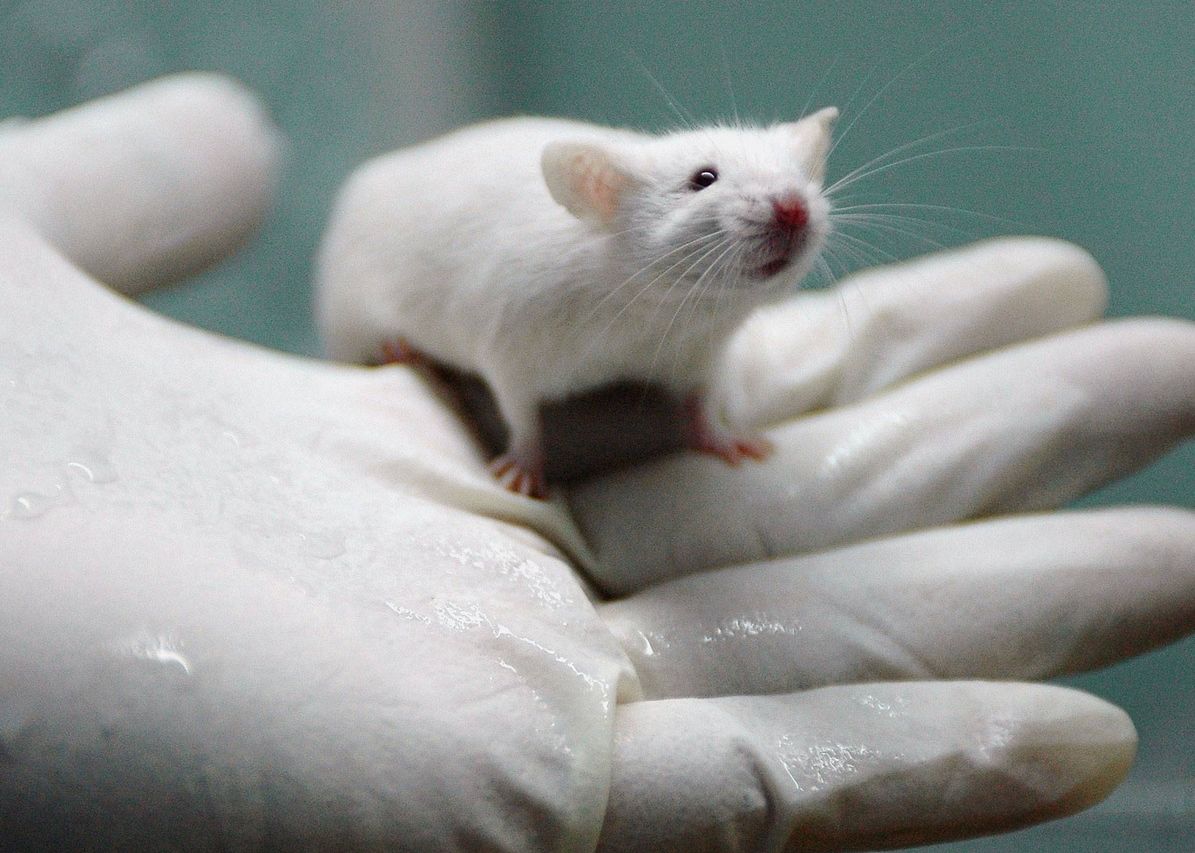 Un Star Porno Cere Universtitatilor Americane Sa Inceteze Experimentele Sexuale Pe Soareci