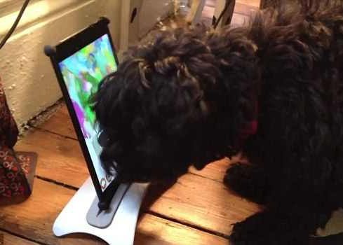 Amos, catelul care picteaza pe tableta Amos Catelul Care Foloseste Tableta Pe Post De Sevalet