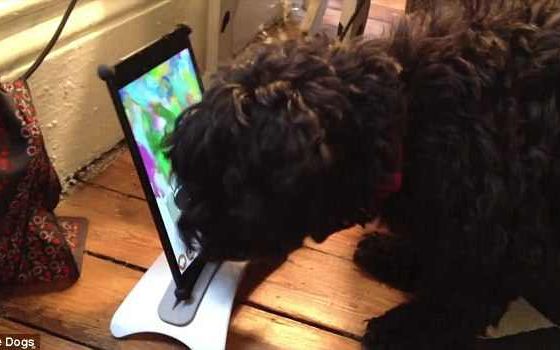 Amos, catelul care picteaza pe tableta Amos Catelul Care Foloseste Tableta Pe Post De Sevalet