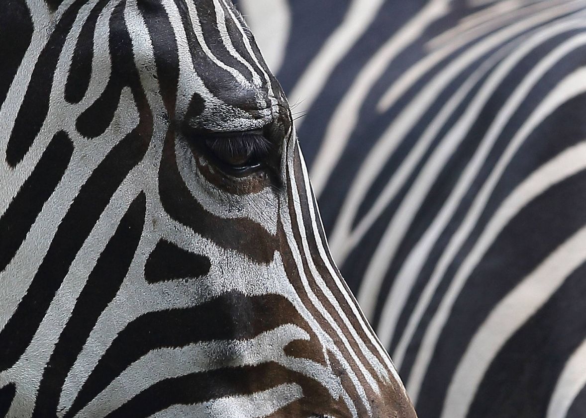 Dungile Zebrelor Explicate