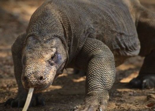 Reptilele Ar Putea Mosteni Pamantul Specia Capabila Sa Supravietuiasca Unei Catastrofe Globale