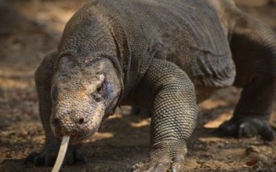 Reptilele ar putea mosteni Pamantul . Specia capabila sa supravietuiasca unei catastrofe globale