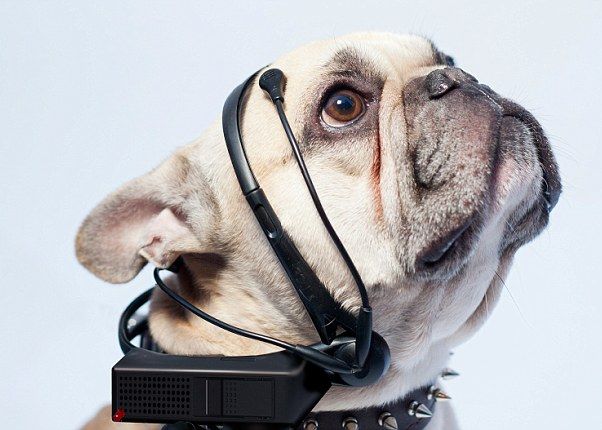 Castile Care Citesc Creierul Cainilor Pentru A Transforma Latratul In Cuvinte Video