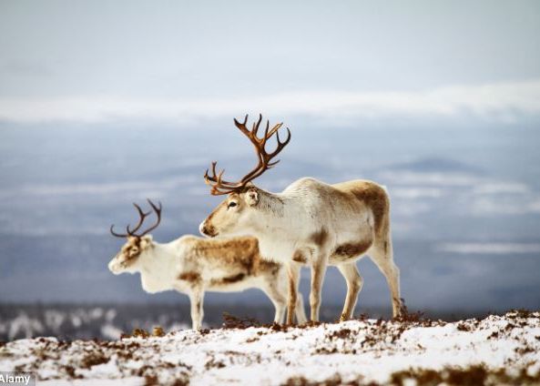Nasul rosu al lui Rudolf are o explicatie stiitifica Nasul Rosu Al Lui Rudolf Are O Explicatie Stiitifica
