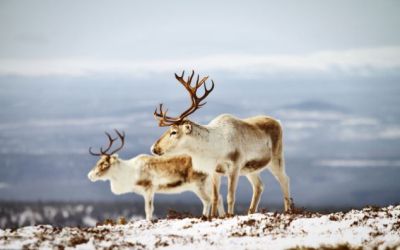 Nasul rosu al lui Rudolf are o explicatie stiitifica