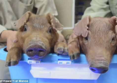 Oamenii de stiinta au creat primii porci stralucitori prin utilizarea ADN-ului meduzelor VIDEO Oamenii De Stiinta Au Creat Primii Porci Stralucitori Prin Utilizarea Adn Ului Meduzelor Video