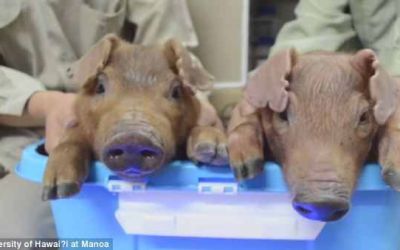 Oamenii de stiinta au creat primii porci stralucitori prin utilizarea ADN-ului meduzelor VIDEO