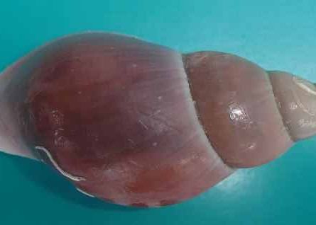 Descoperirea A Patru Noi Vietati In Atlantic Un Fapt Incredibil