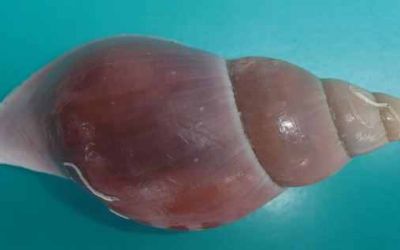 Descoperirea a patru noi vietati in Atlantic, un fapt incredibil