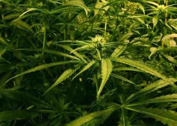 S A Creat Canabisul Artificial