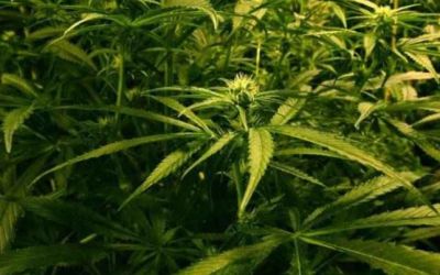 S-a creat canabisul artificial in scop terapeutic