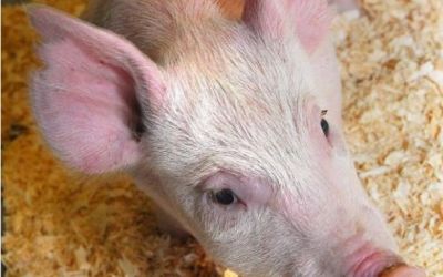 Chinezii cloneaza la scara industriala. Cati porci dublati apar intr-un an