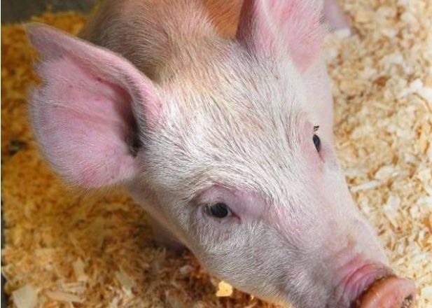 Chinezii cloneaza la scara industriala. Cati porci dublati apar intr-un an China Cloneaza La Scara Industriala