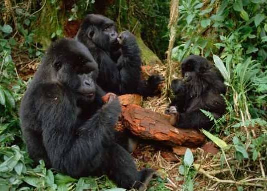 De Ce Traiesc Oamenii Mai Mult Decat Alte Mamifere Ard Caloriile Cu 50 Mai Greu