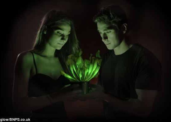 Genetica Lucreaza Pentru Economisirea Energiei Electrice A Aparut Planta Lampa