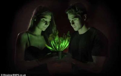Genetica lucreaza pentru economisirea energiei electrice: a aparut planta lampa !