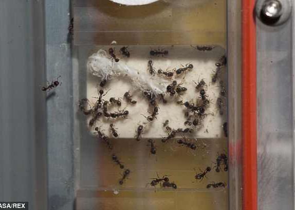 800 de furnici vor locui impreuna cu astronautii de pe Statia Spatiala Internationala 800 De Furnici Vor Locui O Vreme Impreuna Cu Astronautii De Pe Statia Spatiala Internationala