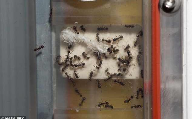 800 de furnici vor locui impreuna cu astronautii de pe Statia Spatiala Internationala 800 De Furnici Vor Locui O Vreme Impreuna Cu Astronautii De Pe Statia Spatiala Internationala
