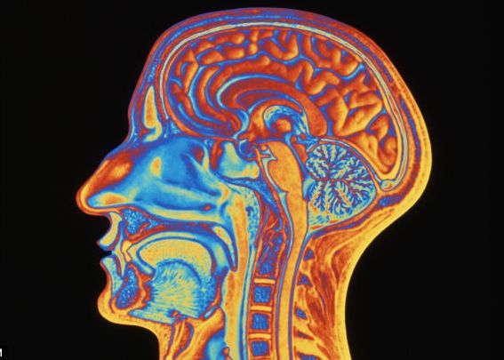 Creierul Este Mai Rapid Decat Credem Vedem O Imagine In Doar 13 Milisecunde