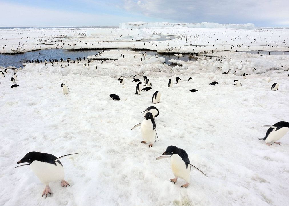 Schimbarile Climaterice Ucid Puii De Pinguin Din Sudul Argentinei