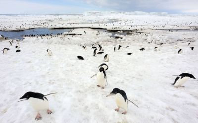 Schimbarile climaterice ucid puii de pinguin din sudul Argentinei