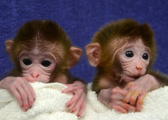 Maimute Facute La Comanda Cercetatorii Le Au Fabricat Un Anumit Adn