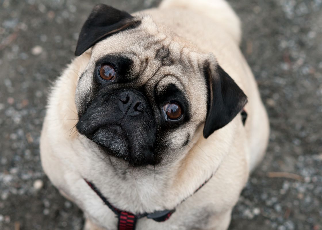 De ce isi inclina cainii capul atunci cand vorbim cu ei. VIDEO amuzant De Ce Isi Inclina Cainii Capul Atunci Cand Vorbim Cu Ei Video Amuzant Cu Reactia Patrupedelor Cand Sunt